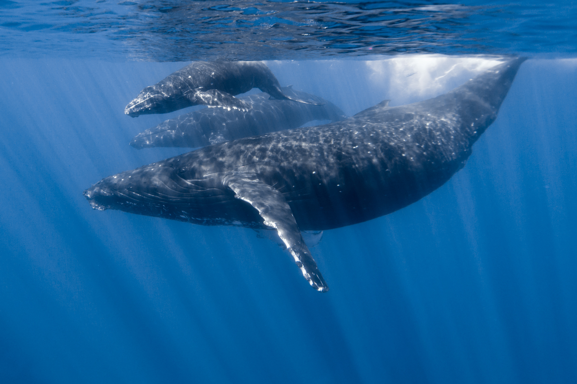 whales under water