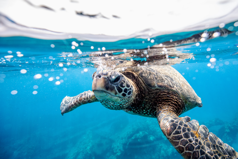 Sea Turtle swimming in blue water