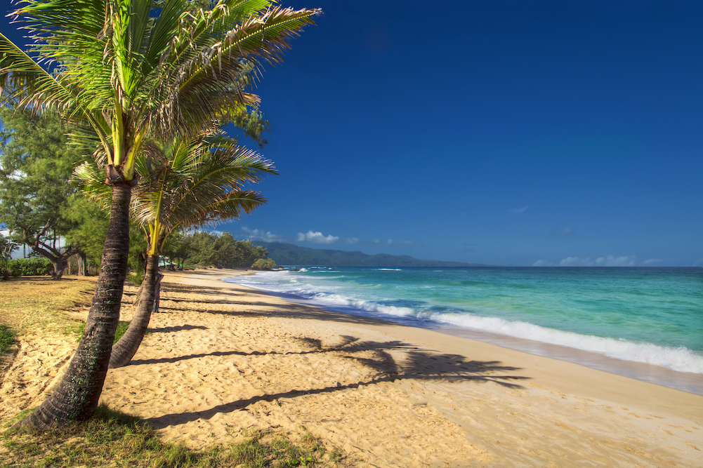 palm tree on Maui beach