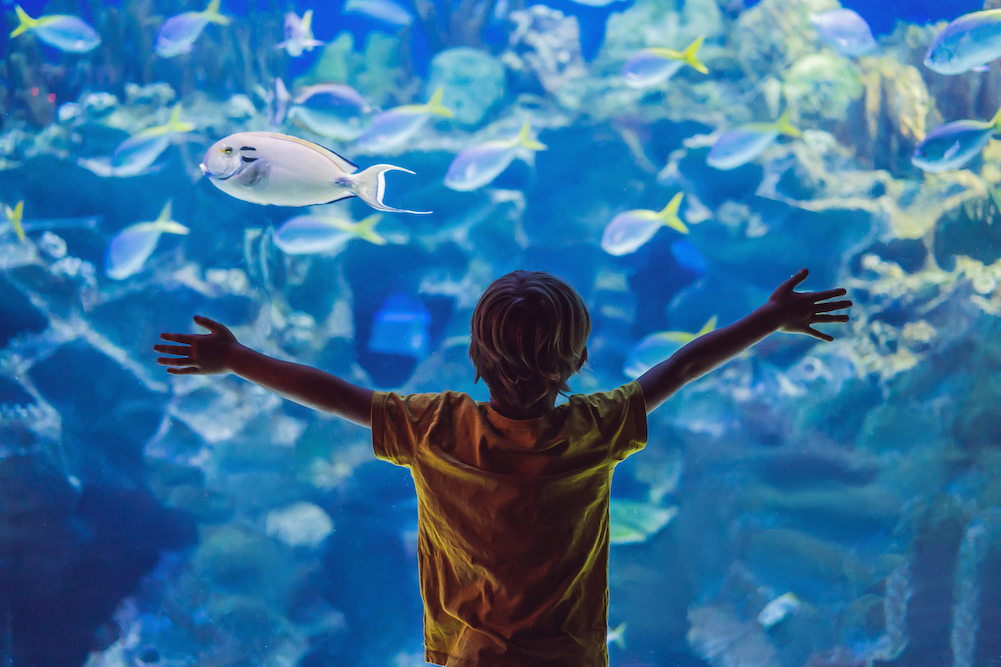 child with outstretched arms looking at an aquarium full of tropical fish