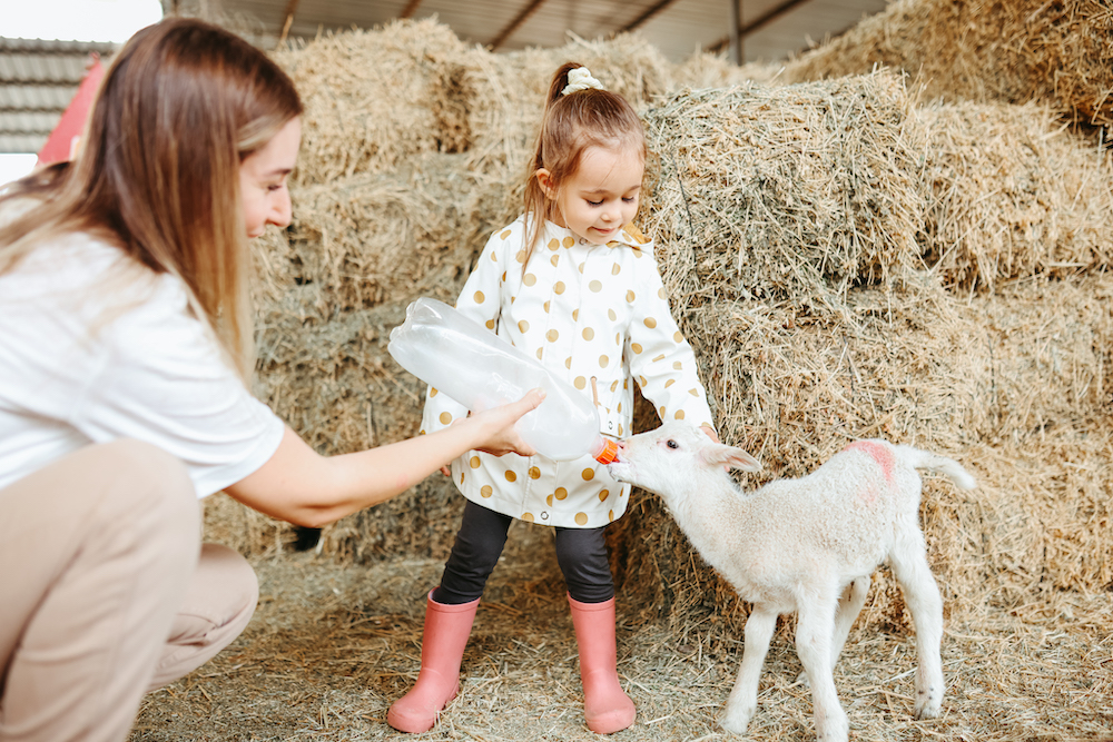 small child feeding a baby sheep with adult supervision 