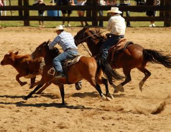people riding horses in a rodeo