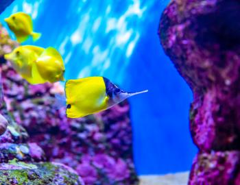 Longnose Butterfly Fish  Longnose Butterfly Fish