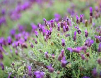 maui lavender farm