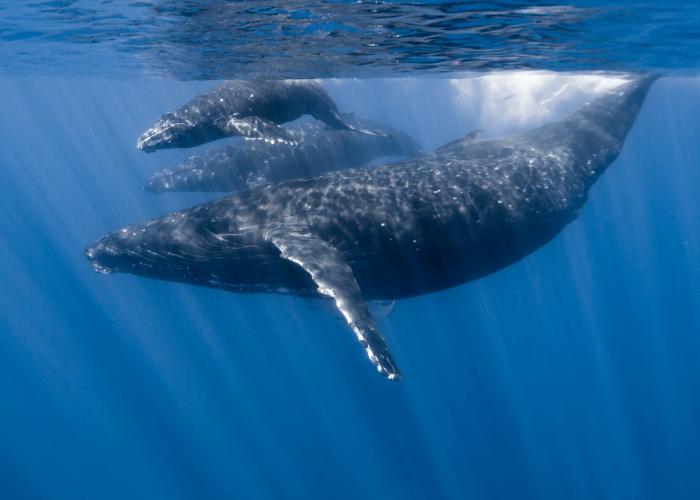 whales under water