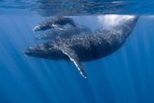 whales under water