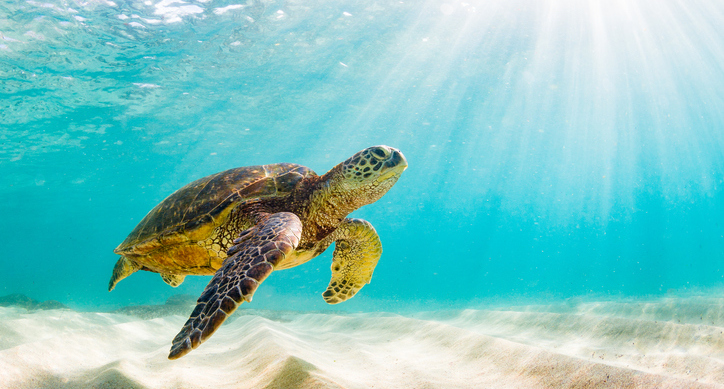 Hawaiian Sea Turtle - Maui Ocean Center 