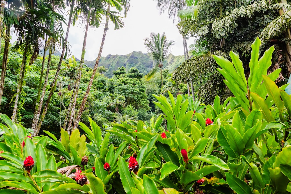 Ho’omaluhia Botanical Garden in Oahu, Hawaii