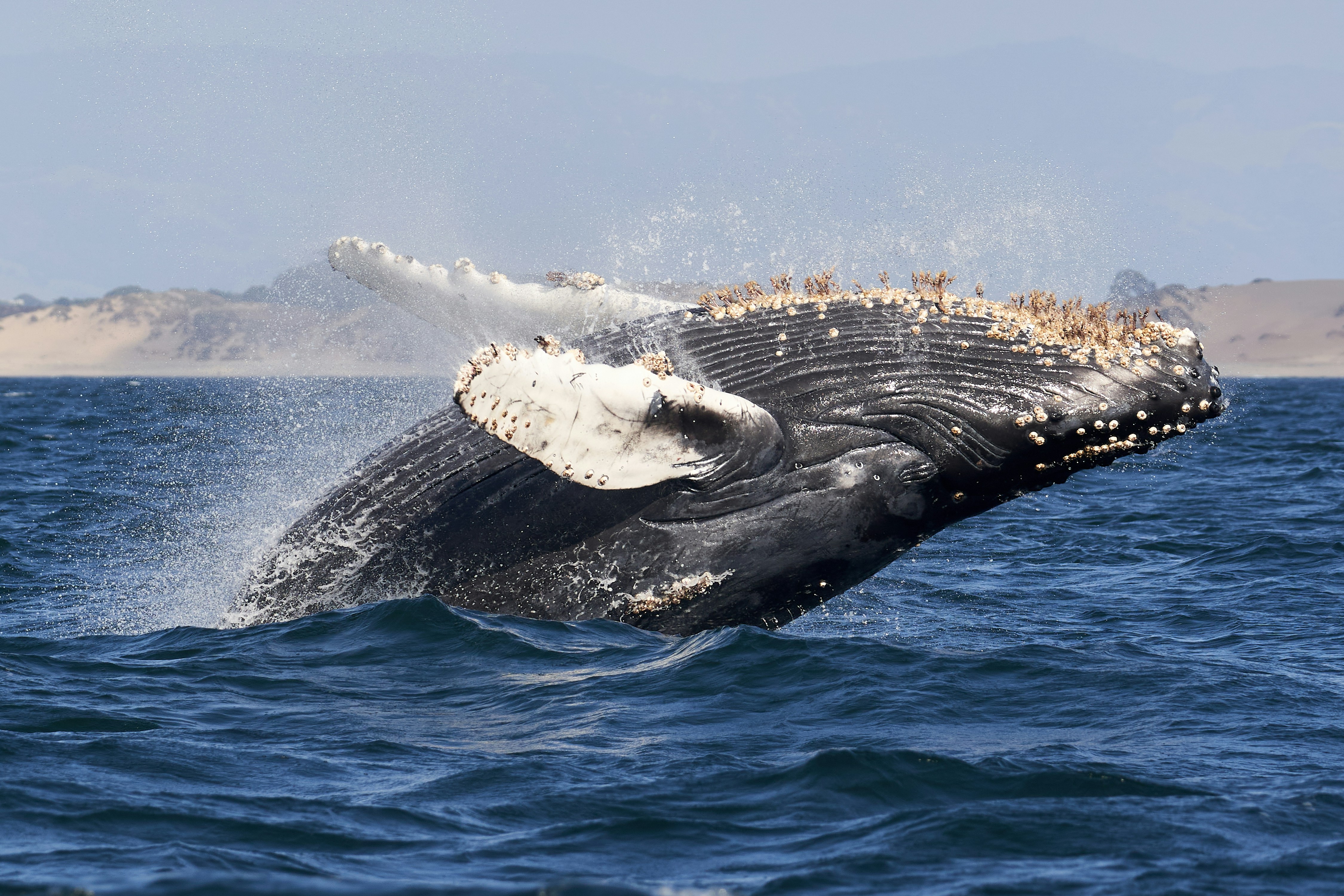 whale watch humpback