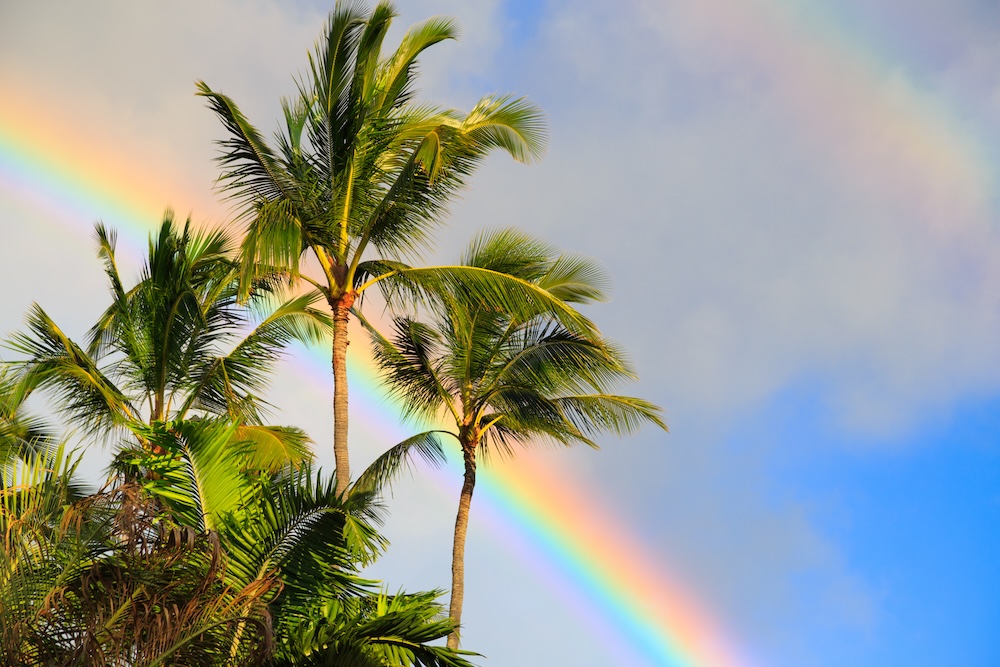 Palm Trees with a rainbow in Hawaii. 