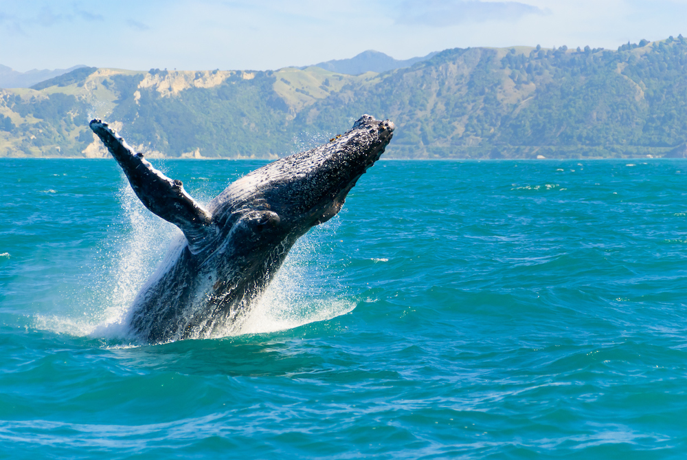 whale breeching in maui