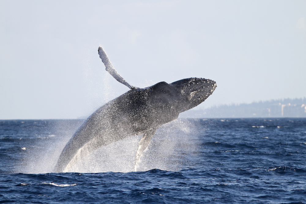 breeching whale in Maui