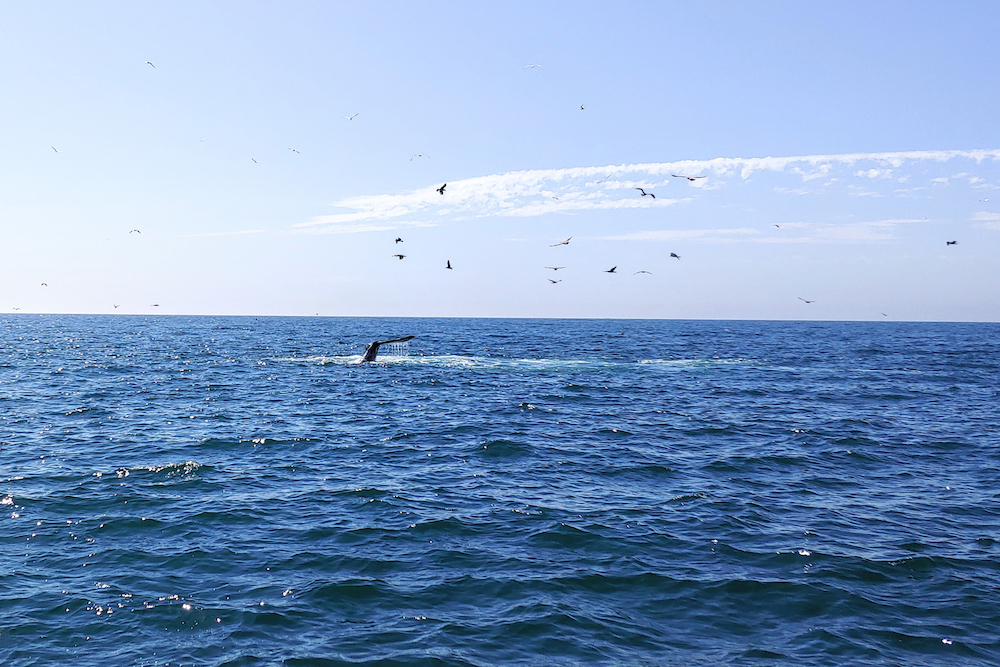whale watch maui