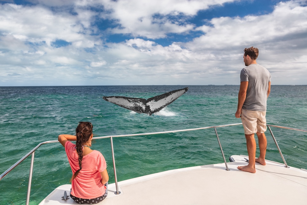 A couple whale watching on a boat. 