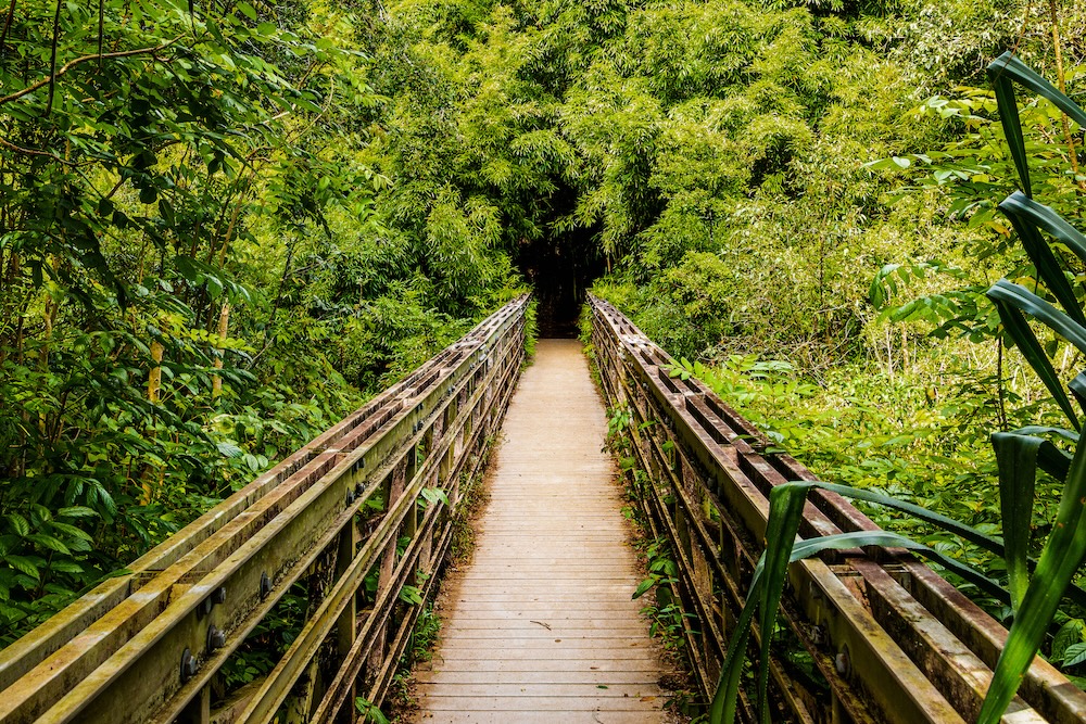 Wood bridge in perspective to a hiking trail that tunnels through a bamboo forest along the Pipiwai Trail in Maui, Hawaii.